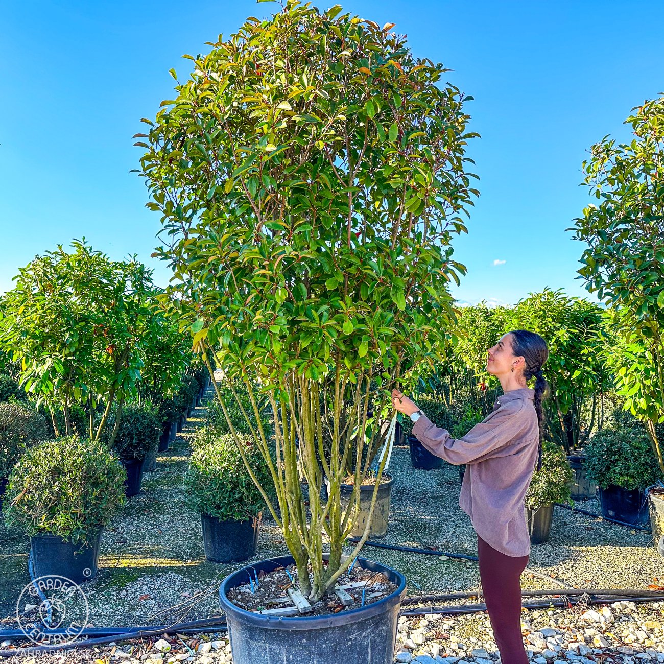 Obrázok Červienka Fraserova (Photinia × fraseri) ´RED ROBIN´ - výška 250-270 cm, kont. C230L (-24°C) VIACKMENNÝ EXTRA EXEMPLÁR